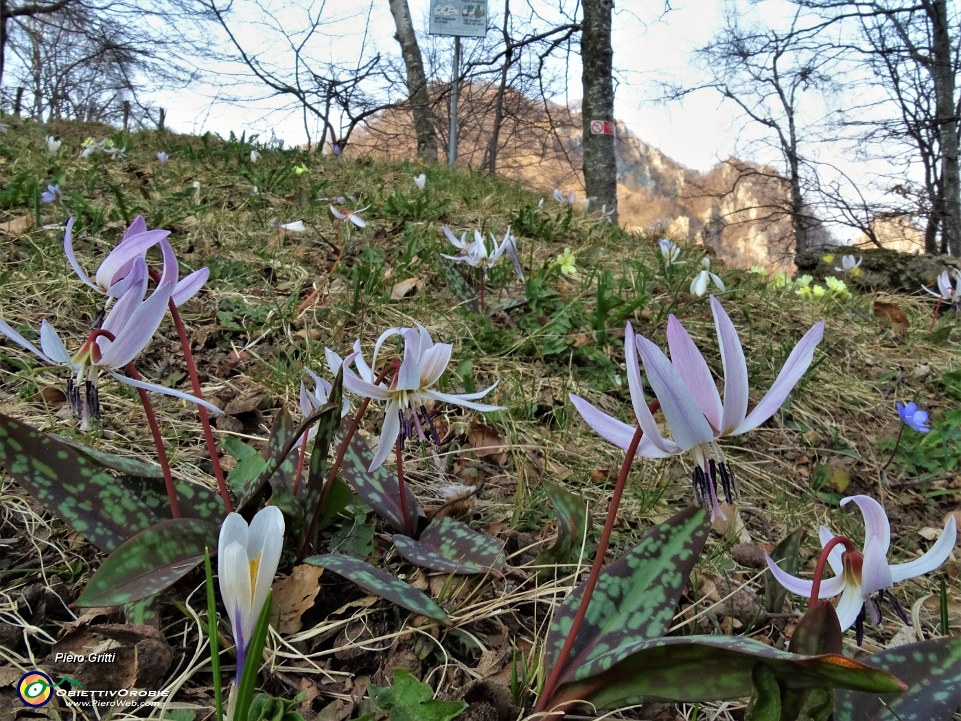 51 Dente di cane- Erithronium dens- canis al Rif Motne Zucco ai Foppi.JPG